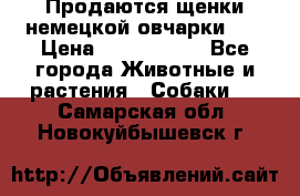 Продаются щенки немецкой овчарки!!! › Цена ­ 6000-8000 - Все города Животные и растения » Собаки   . Самарская обл.,Новокуйбышевск г.